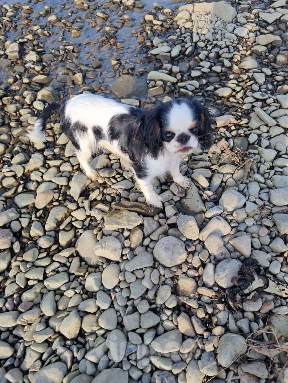 Собаки в Кемерово: Срочно! Продаеться щенок кинг-чарльз-спаниель 6 месяцев Девочка, 30 000 руб. - фото 7