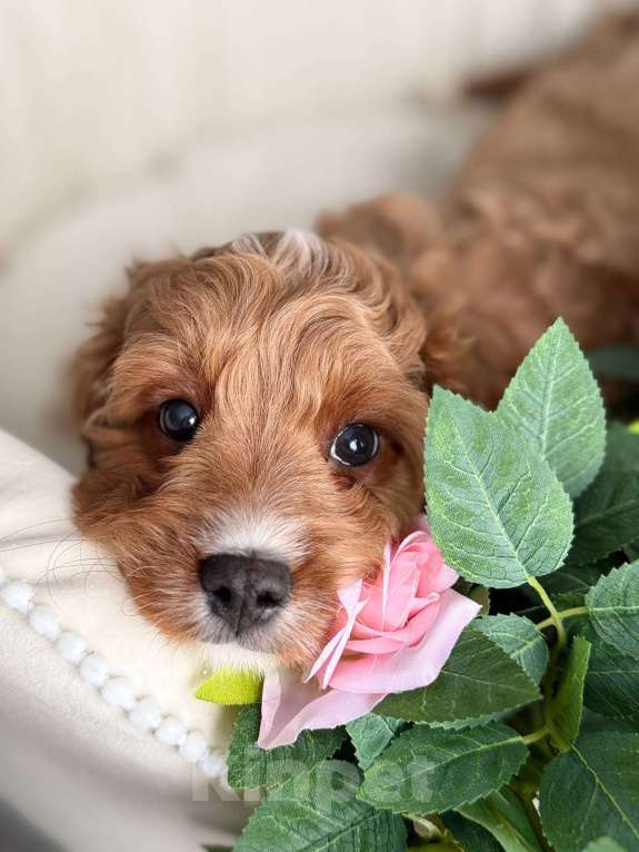 Собаки в Москве: Кавапу щенок Мальчик, Бесплатно - фото 7