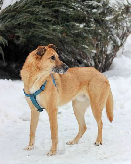 Собаки в Москве: Бонус Мальчик, Бесплатно - фото 8