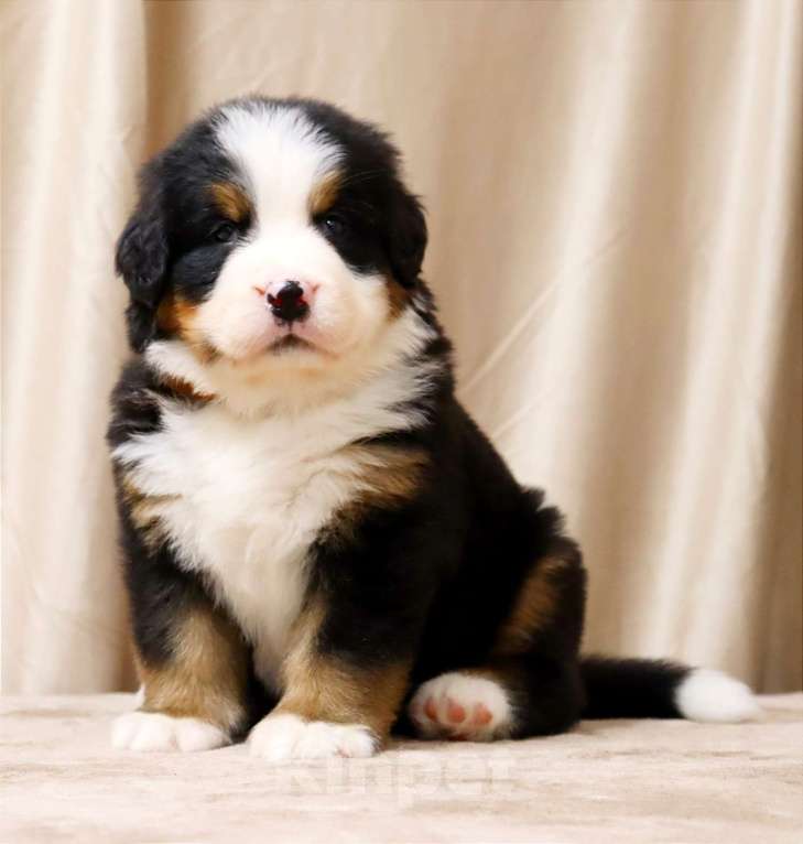 Собаки в Москве: Щенки Бернского Зенненхунда Мальчик, Бесплатно - фото 8