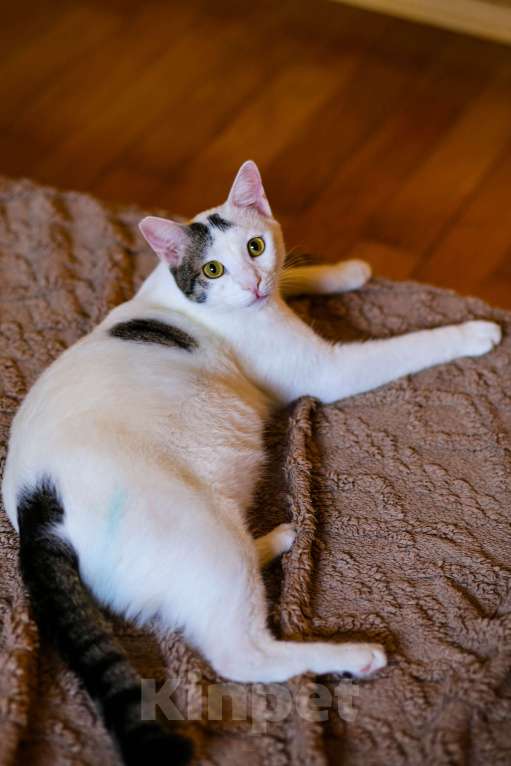 Кошки в Москве: Котенок в добрые руки Мальчик, Бесплатно - фото 5