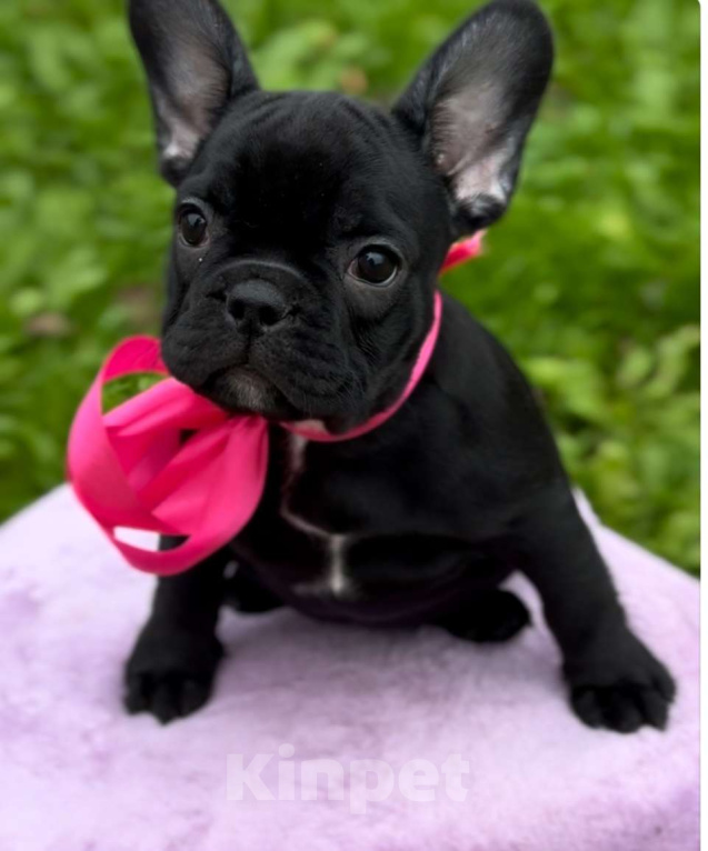 Собаки в Калининграде: Шоколадная девочка французского бульдога Девочка, 50 000 руб. - фото 2