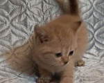 Кошки в других городах Воронежской области: Котята короткие лапки Девочка, 95 900 руб. - фото 2