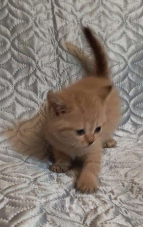 Кошки в других городах Воронежской области: Котята короткие лапки Девочка, 95 900 руб. - фото 2