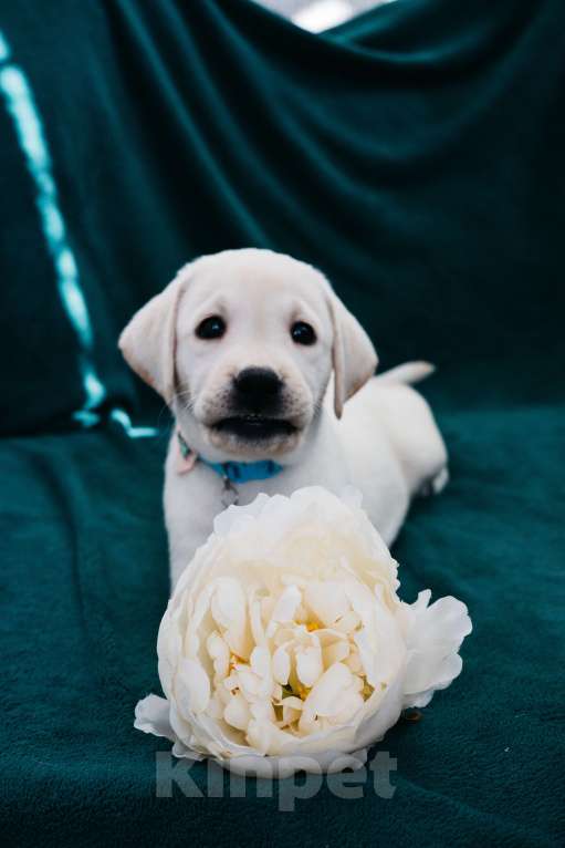 Собаки в Москве: Лабрадор-ретривер, щенок Мальчик, Бесплатно - фото 4