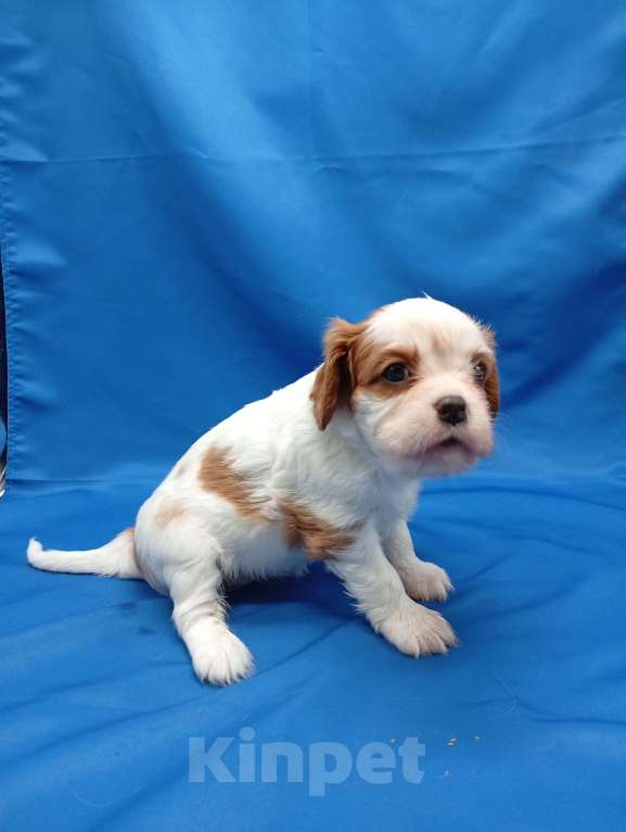 Собаки в Москве: Щенки кавалер Кинг Чарльз спаниель  Девочка, 65 000 руб. - фото 3