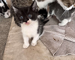 Кошки в Ростове-на-Дону: Кошку с котятами выбросили, временно живут в подъезде Разнополые, Бесплатно - фото 10