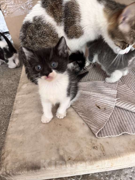 Кошки в Ростове-на-Дону: Кошку с котятами выбросили, временно живут в подъезде Разнополые, Бесплатно - фото 10