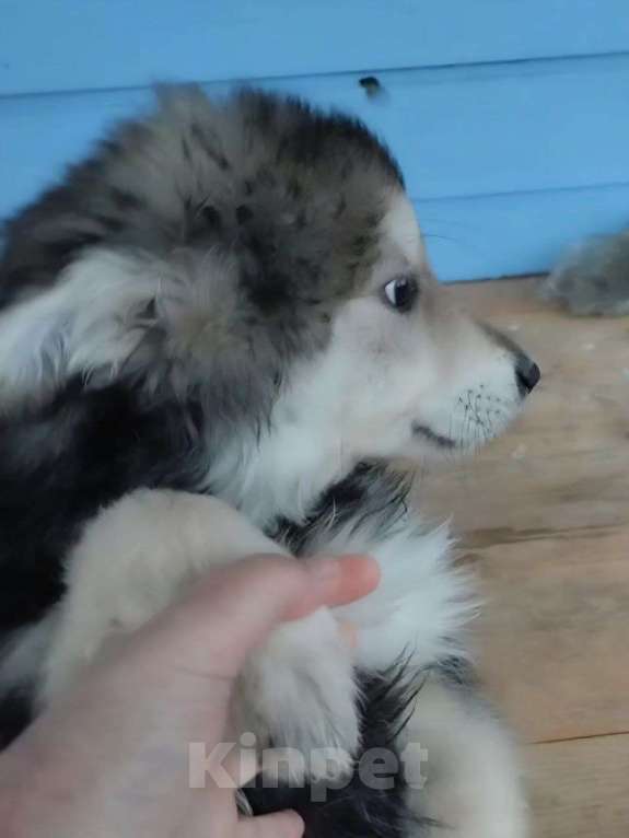 Собаки в Лосином-Петровском: малыш из ппбж якутска Мальчик, Бесплатно - фото 6