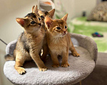 Кошки в Москве: Абиссинские котята Девочка, 60 000 руб. - фото 3