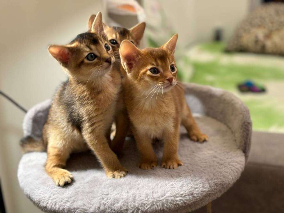 Кошки в Москве: Абиссинские котята Девочка, 60 000 руб. - фото 3