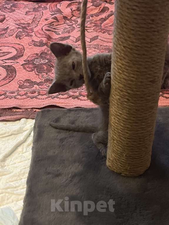 Кошки в Москве: Котята канадского сфинка Девочка, 16 000 руб. - фото 6