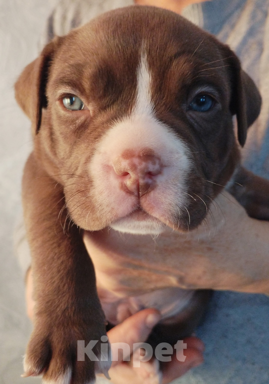 Собаки в Москве: Американский булли Мальчик, Бесплатно - фото 1