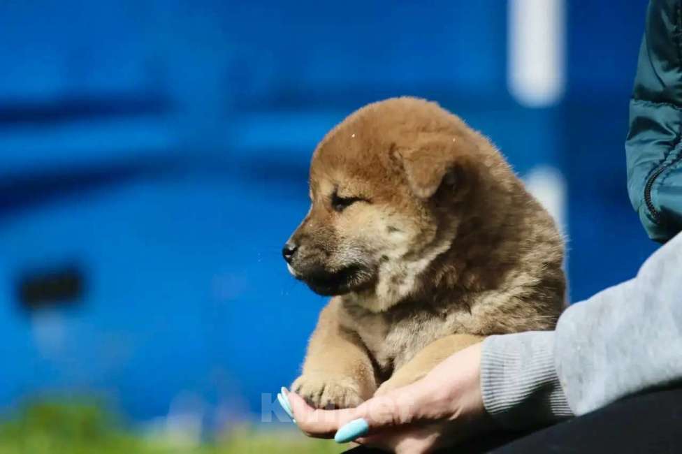 Собаки в Москве: Щенки сиба ину Мальчик, 45 000 руб. - фото 2