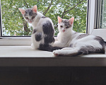 Кошки в Кемерово: Котята Разнополые, Бесплатно - фото 2
