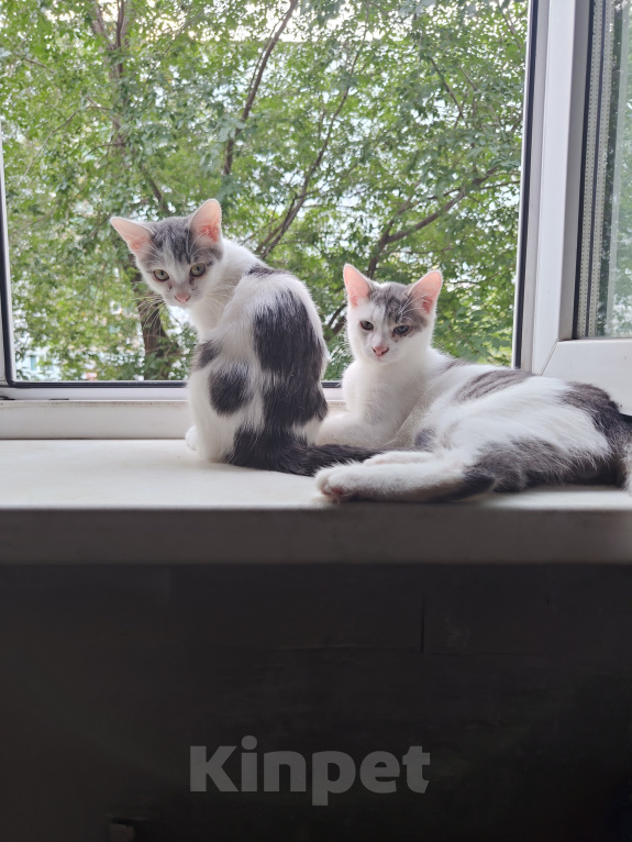 Кошки в Кемерово: Котята Разнополые, Бесплатно - фото 2