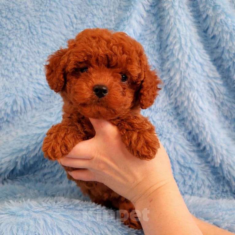 Собаки в Москве: щенок той пуделя Мальчик, 95 000 руб. - фото 1