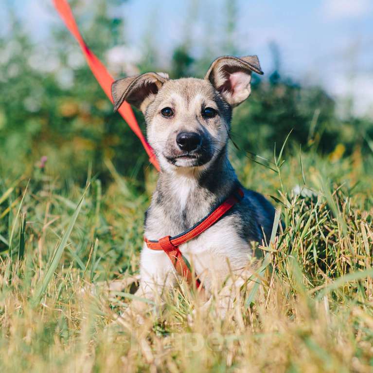 Собаки в Москве: Личи Девочка, Бесплатно - фото 3