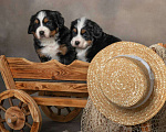 Собаки в Домодедово: Щенки бернский зенненхунд девочки Девочка, Бесплатно - фото 1