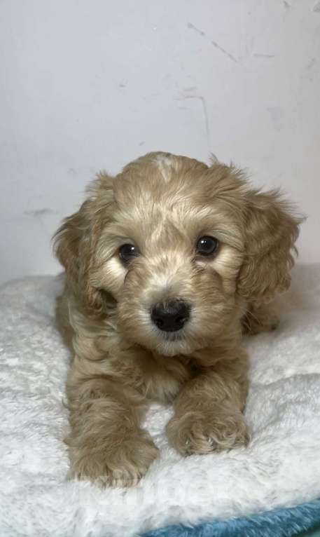 Собаки в Новосибирске: Мальтипу F1 мальчик Мальчик, 140 000 руб. - фото 2