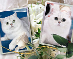 Кошки в Люберцах: Очаровательные малыши в серебристой шубке Мальчик, 35 000 руб. - фото 4