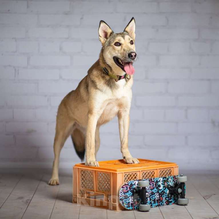 Собаки в Москве: Рыжий ласковая небольшая собачка Челси в добрые руки Девочка, 1 руб. - фото 6