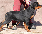 Собаки в Нижнем Новгороде: Щенок ротвейлера мальчик 4,5 мес Мальчик, 40 000 руб. - фото 2