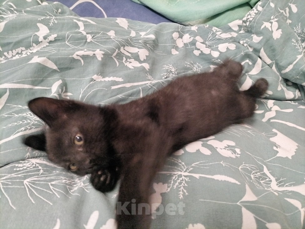 Кошки в Москве: Котёнок (девочка) в добрые руки Девочка, Бесплатно - фото 5