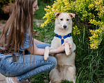 Собаки в Волоколамске: Асенька, собака-компаньон в добрые руки Девочка, Бесплатно - фото 7