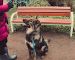 Собаки в Москве: Шторм Мальчик, Бесплатно - фото 5