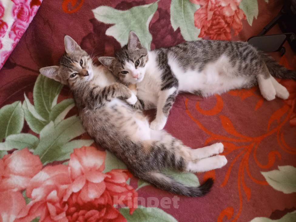 Кошки в других городах Краснодарского края: Котенок в добрые руки Мальчик, 500 руб. - фото 4