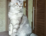 Кошки в Москве: Котенок породы мейн-кун  Девочка, 70 000 руб. - фото 4