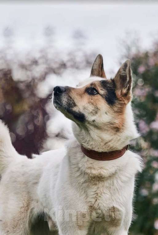 Собаки в Сергиеве Посаде: Айс якутенок в добрые руки Мальчик, Бесплатно - фото 4