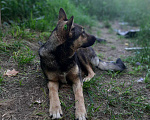 Собаки в Саратове: Собака сучка, 8 руб. - фото 3