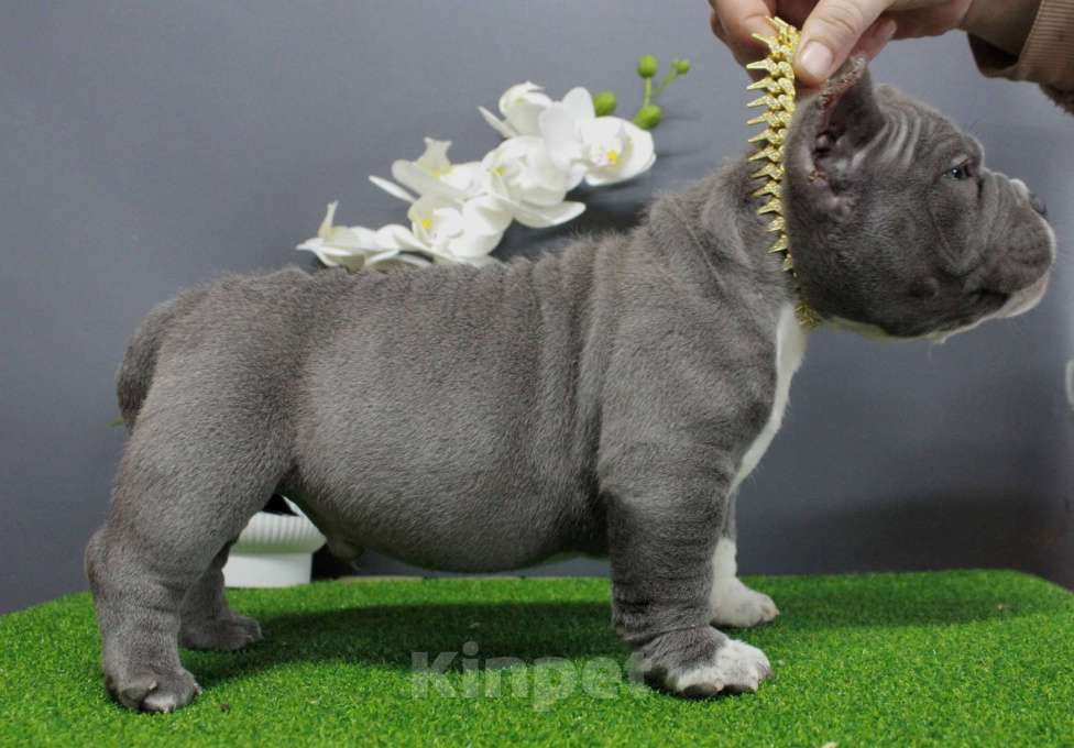 Собаки в Москве: Американский булли микро мальчик Мальчик, 170 000 руб. - фото 6