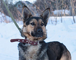 Собаки в Москве: Таверне нужен дом  Девочка, Бесплатно - фото 3