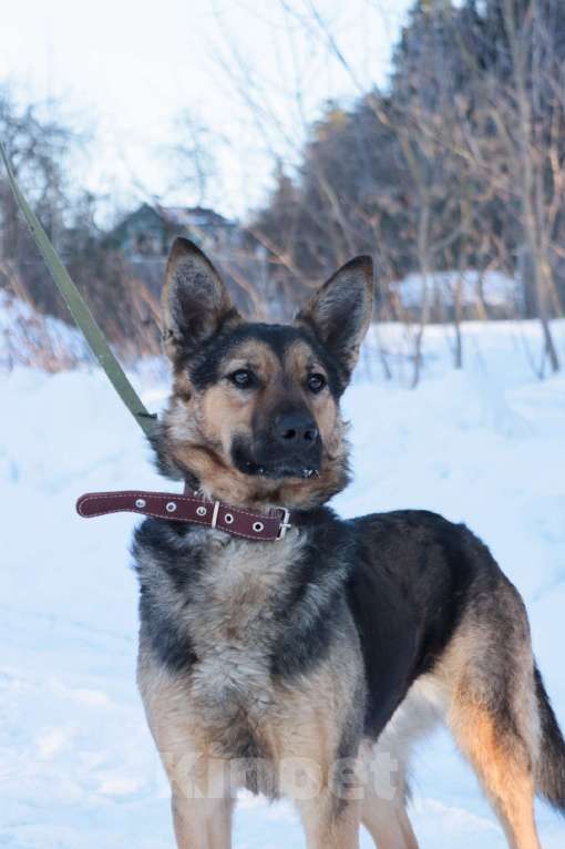 Собаки в Москве: Таверне нужен дом  Девочка, Бесплатно - фото 3