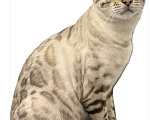 Кошки в Воронеже: ПОТЕРЯЛСЯ БЕНГАЛЬСКИЙ КОТ! Мальчик, Бесплатно - фото 1