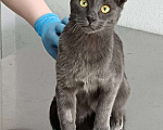 Кошки в Воронеже: Карат драгоценен для хозяина Мальчик, 100 руб. - фото 3