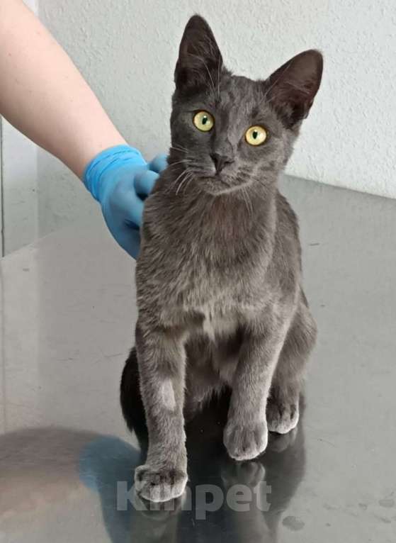 Кошки в Воронеже: Карат драгоценен для хозяина Мальчик, 100 руб. - фото 3