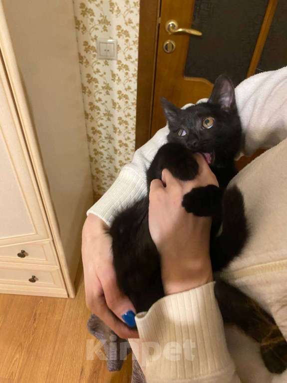 Кошки в Москве: котенок Смоуки ищет дом Девочка, Бесплатно - фото 3
