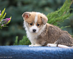 Собаки в Геленджике: Вельш корги щенок мальчик Мальчик, Бесплатно - фото 5