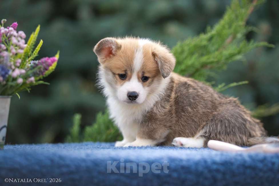 Собаки в Геленджике: Вельш корги щенок мальчик Мальчик, Бесплатно - фото 5