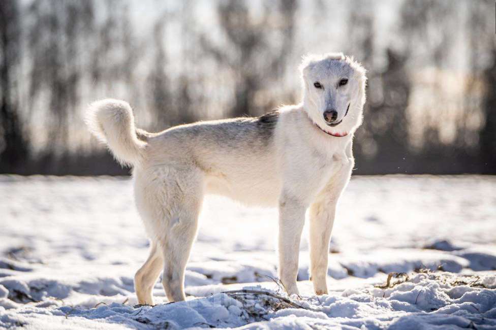 Собаки в Клине: Ванда — энергичная собачка Девочка, Бесплатно - фото 6