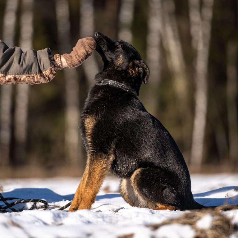 Собаки в Клине: Дейзи — позитивная собачка Девочка, Бесплатно - фото 5