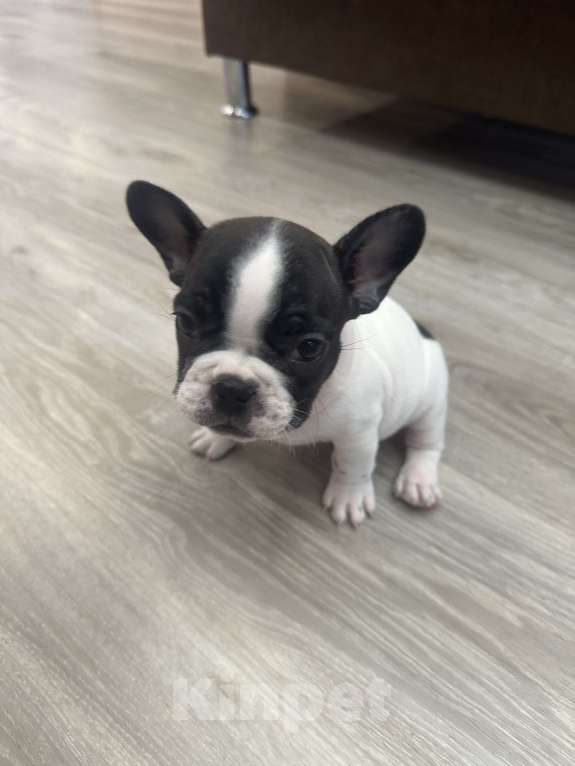 Собаки в Кургане: Французский бульдог, щенок Девочка, 35 000 руб. - фото 4
