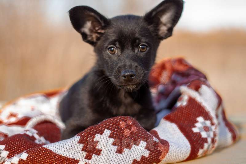 Собаки в Москве: Щенки коротколапики от маленькой собачки, 1 руб. - фото 3