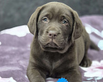 Собаки в других городах Крыма: Щенки лабрадора-ретривера Мальчик, 35 000 руб. - фото 1