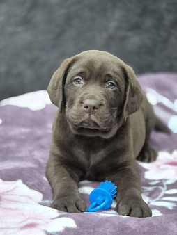 Щенки лабрадора-ретривера