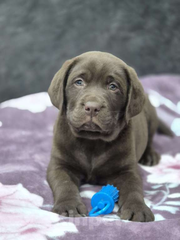Собаки в других городах Крыма: Щенки лабрадора-ретривера Мальчик, 35 000 руб. - фото 1